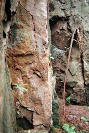 Porphyrsteilwand im ältesten Mühlsteinbruch
