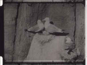 The Reproductive Behaviour of the Kittiwake (Rissa tridactyla)