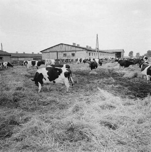 Wessin - ein Dorf in Mecklenburg. Weidende Kühe