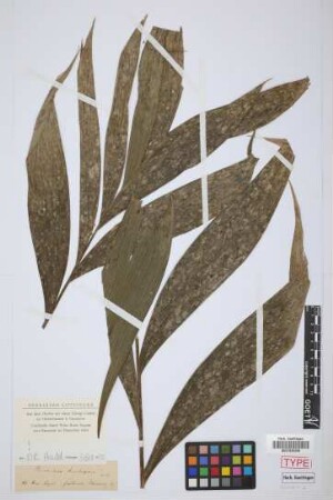 Chamaedorea arenbergiana H.Wendl.