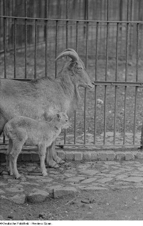 Mufflons im Zoo