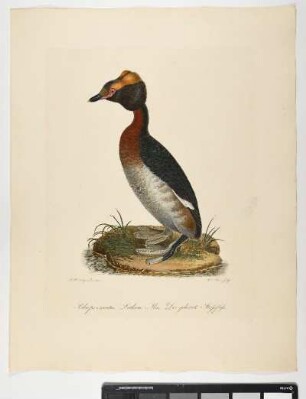 Podiceps cornutus. Latham. Mas. Der gehörnte Steißfuß. - Zwergtaucher. Tachybaptus ruficollis; mas. - Zeichner: Johann Mathias Hergenröder; Stecher: Johann Carl Bock