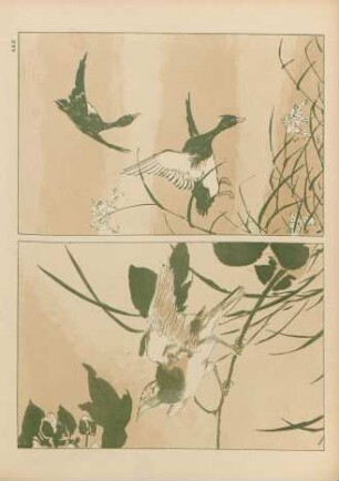 AAB [Oiseaux. - Étude anonyme]