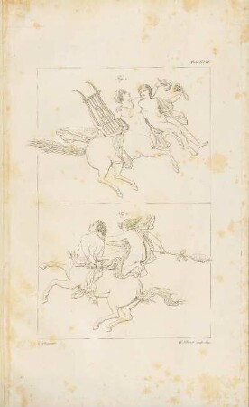 Tab. XVII.