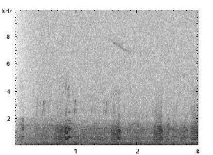 Kanadagans | Branta canadensis - Ruf