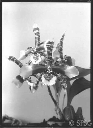 Potsdam, Park Sanssouci, Gewächshaus, Blumenausstellung 1934.