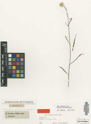 Erysimum diffusum Ehrh. [isotype]
