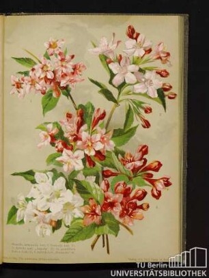 Diervilla intermedia hort. f. Desboisii hort. (1.), D. hybrida hort. "Augusta" (2.), D. grandiflora Sieb. und Zucc. (3.), D. hybrida hort. "Duchartre". (4.).