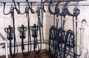 Fotografie: Melktechnik, Milchkammer, Reinigungstechnik, Melkzeug, Rohrmelkanlage