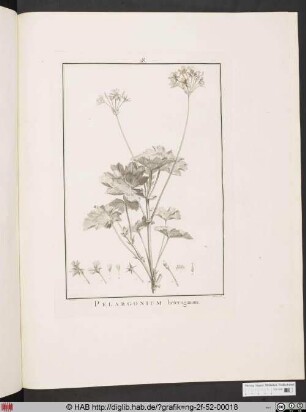 PELARGONIUM heteroganum [Storchenschnabelgewächs].