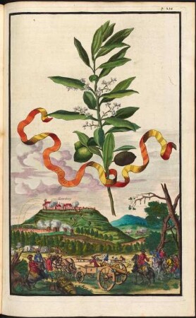 Olive (Oel-Baum) und Rotenberg. Farbtaf. pag. 236 aus: Volkamer, Johann Christoph: Nürnbergische Hesperides, Oder Gründliche Beschreibung Der Edlen Citronat- Citronen- und Pomerantzen-Früchte, ... 1708. Dresden: SLUB Botan.170