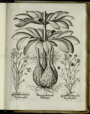 [Tertius Ordo.]