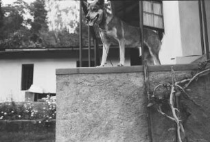 Schäferhund : Ein junger Schäferhund auf einer Terrasse.