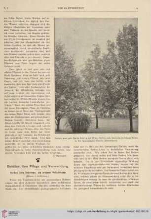 5: Sorbus Aria lutescens, ein schöner Solitärbaum