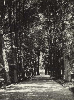Schloss Rothschönberg, Allee im Schlosspark