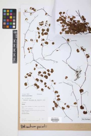 Adiantum poiretii