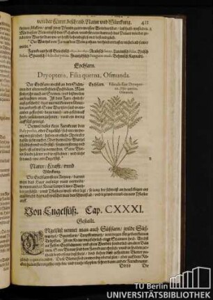 Cap. CXXXI. Von Engelfueß.