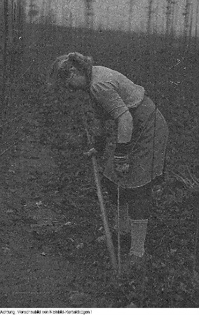 Pirna, Graupa. Reportage - Landwirtschaft, Dezember 1953