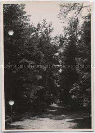 Bad Bramstedt, Wald