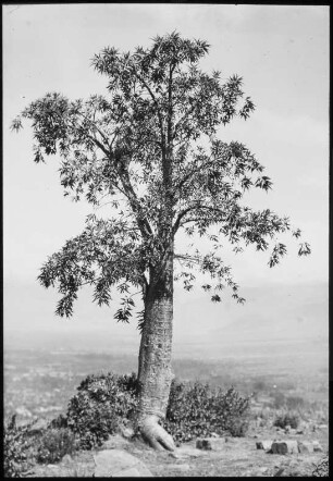 Carica lanceolota auf dem Serranía San Pedro bei Cochabamba