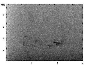 Star | Sturnus vulgaris - Gesang