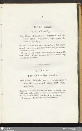Pecten lens. Tab. CCV. — Figs. 2 and 3