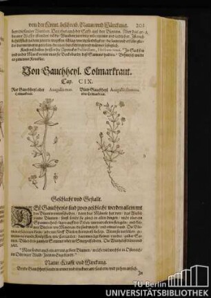 Cap. CIX. Von Hauchheyl, Colmarkraut.