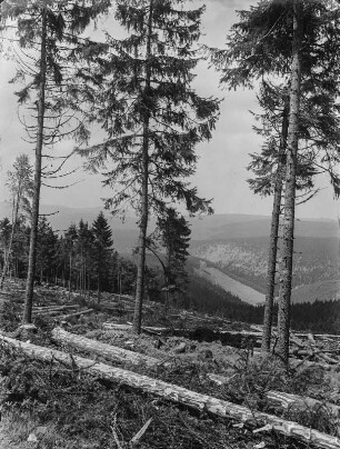 Abgeholzter Wald : Blick entlang eines Hanges mit abgeholzten Bäumen in das Okertal