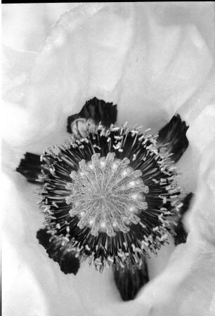 Mohn: Blüte, Detailaufnahme: neben Staubgefäßen kleines Schneckenhaus