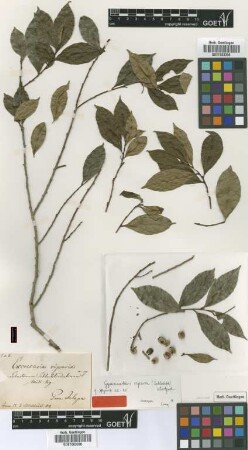 Sebastiania schlechtendaliana Müll.Arg.