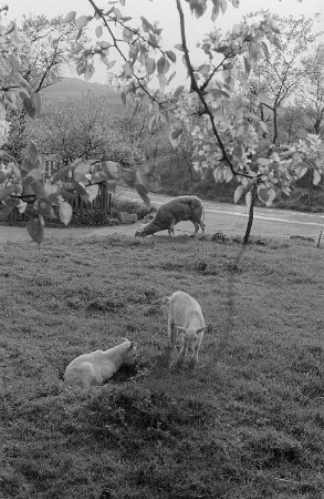 Zwei Ziegen und ein Schaf auf einer Wiese, im Vordergrund die Zweige eines blühenden Baumes