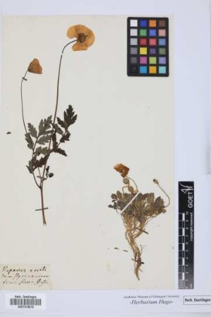 Papaver