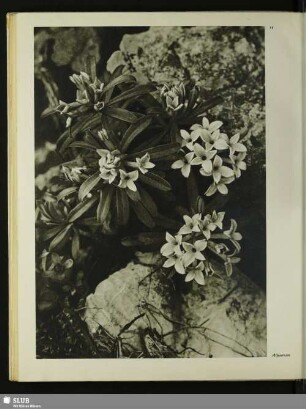 Alpenrosen