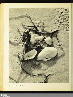 Strandgut des Meeres, Muscheln ...