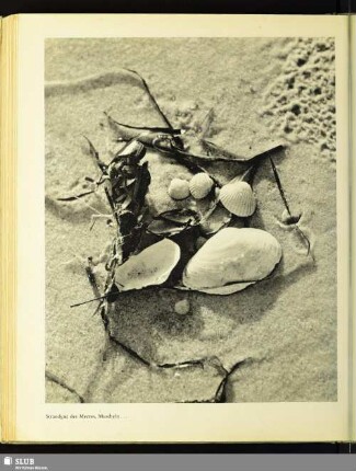 Strandgut des Meeres, Muscheln ...