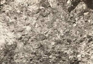Sandsteinkonglomerat am Trögelsberg (Zittauer Gebirge)