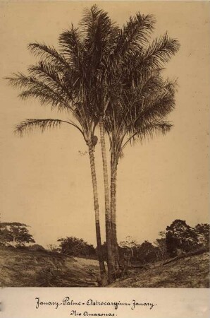 Janary-Palme (Astrocaryium Janary). Rio Amazonas.
