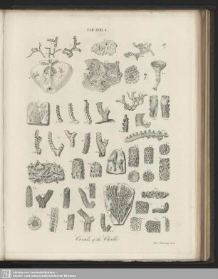 Tab. XVIII. A. Corals of the Chalk