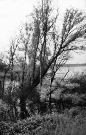 Rust: Abwasserprojekt Taubergießen; Rheinwald Naturschutzgebiet