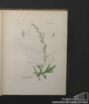 Synanthereae. Artemisia vulgaris L. Gemeiner Beifuss.