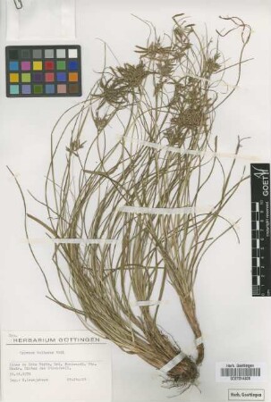 Cyperus bulbosus Vahl