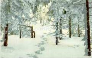 Verschneiter Winterwald bei Zinnwald