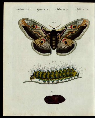 Merkwürdige Insekten.