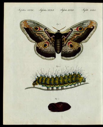 Merkwürdige Insekten.