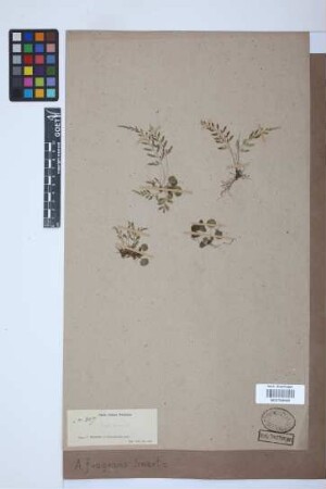 Asplenium fragrans Sw.