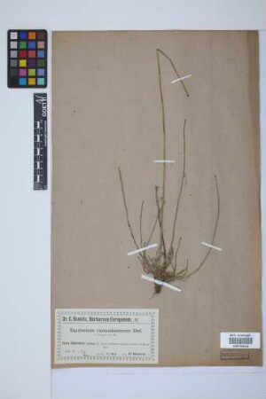 Equisetum giganteum L.