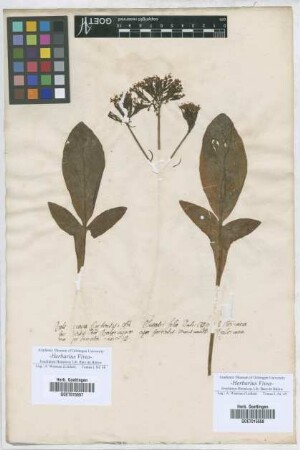 Valeriana