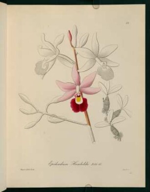 52r-52v, Epidendrum Humboldti