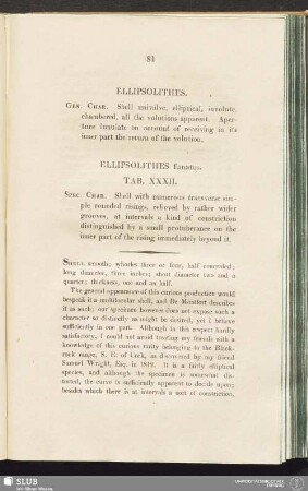 Ellipsolithes funatus. Tab. XXXII
