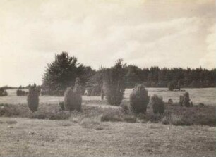 Lüneburger Heide. Wacholder (Juniperus)